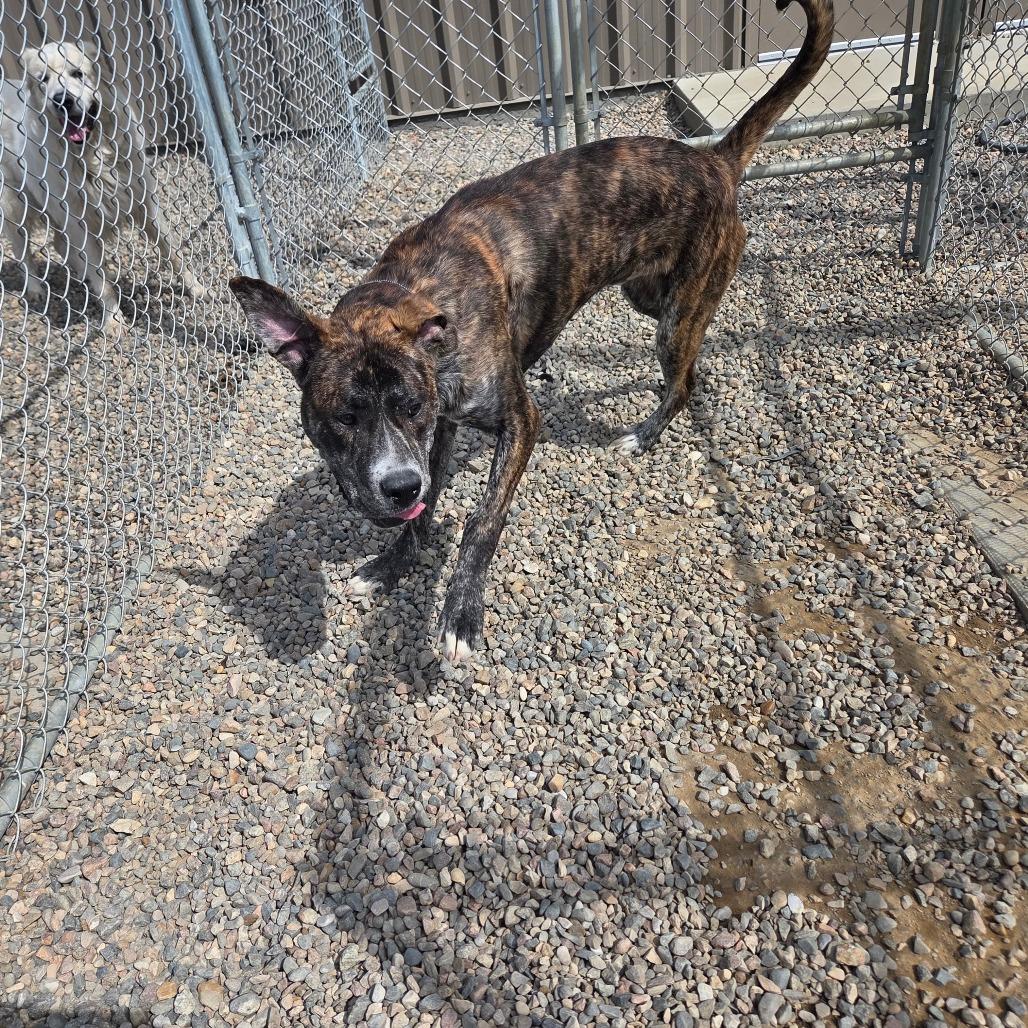 Thor, Adoptable, Young Male Pit Bull Terrier.