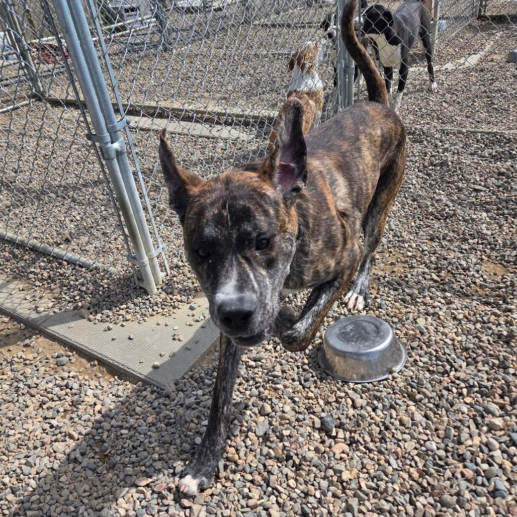 Enlarge Thor, a Adoptable Pit Bull Terrier in North Battleford, SK image 2/3
