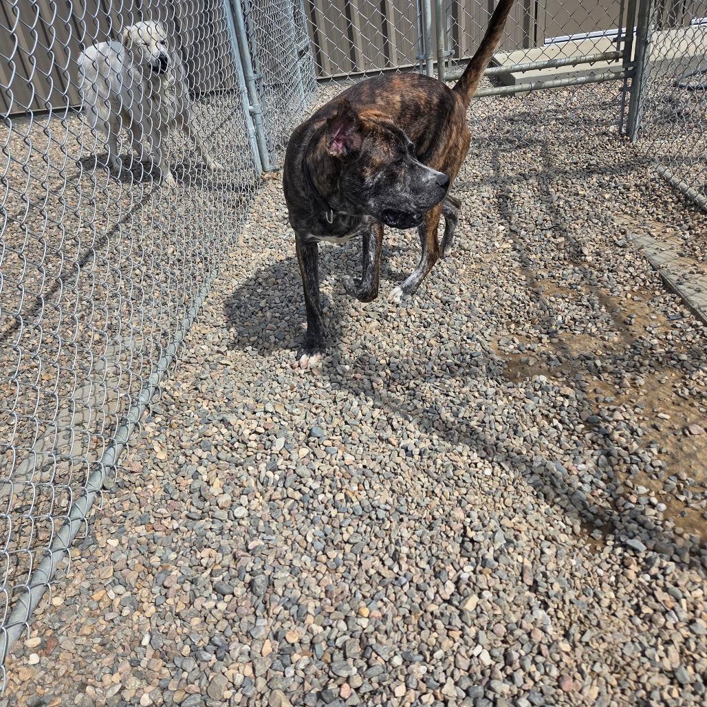 Enlarge Thor, a Adoptable Pit Bull Terrier in North Battleford, SK image 3/3