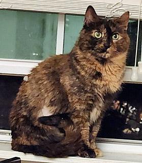 Enlarge Cali (in foster), a Adoptable mixed breed in Fishers, IN image 1/3