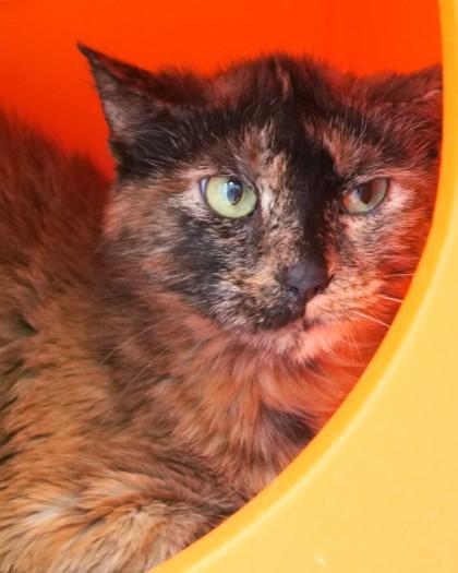 Enlarge Cali (in foster), a Adoptable mixed breed in Fishers, IN image 2/3