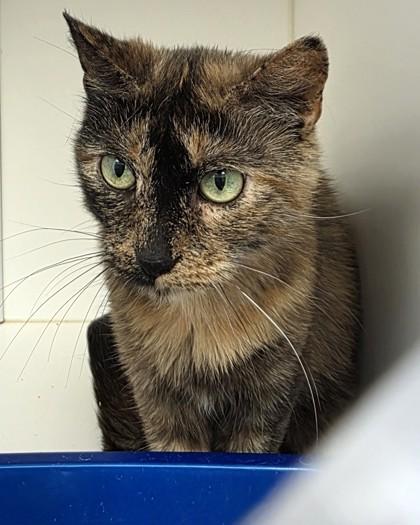 Enlarge Cali (in foster), a Adoptable mixed breed in Fishers, IN image 3/3