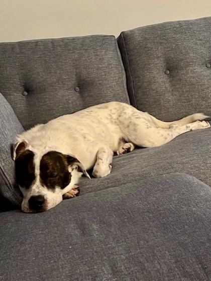 Petey, a Adoptable mixed breed in Washington, DC image 1/3