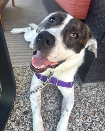 Petey, a Adoptable mixed breed in Washington, DC image 1/3