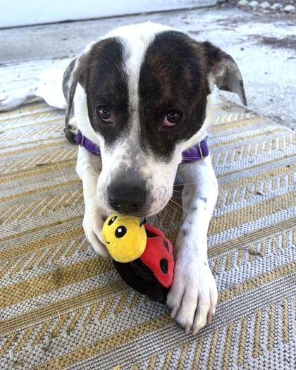 Petey, a Adoptable mixed breed in Washington, DC image 3/3