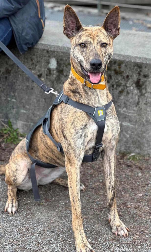 Rey Brainy  Bubbly thumbnail 5