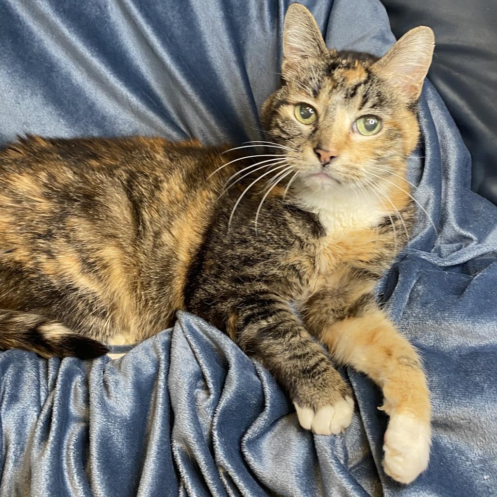 Babushka — thumbnail 2