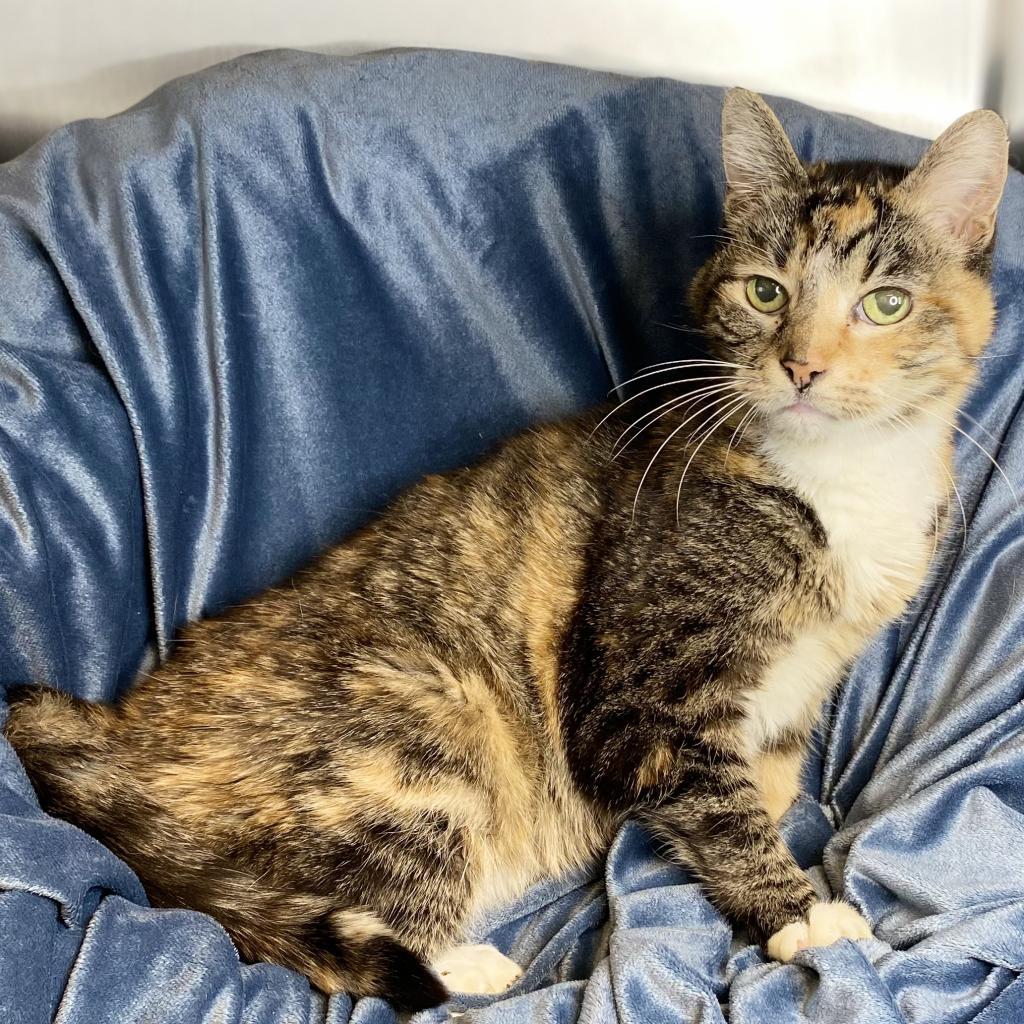 Babushka — thumbnail 3