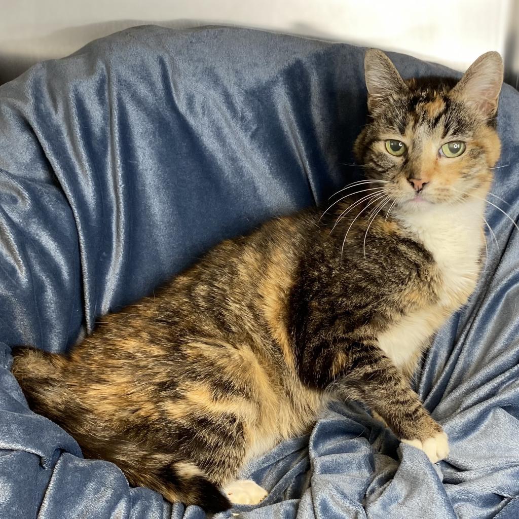 Babushka — thumbnail 4