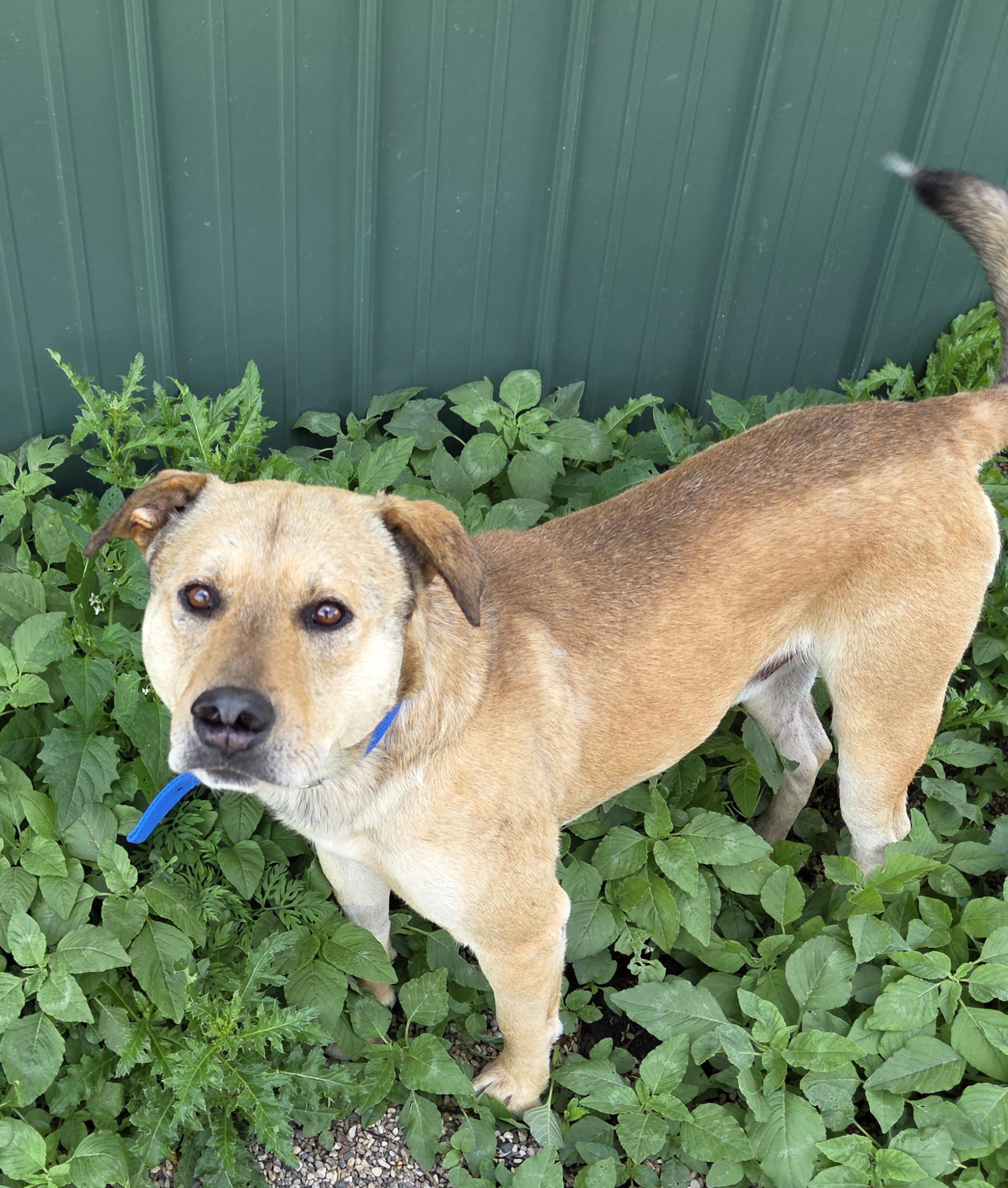 Dolla Bill, an adoptable Mixed Breed in Brookings, SD, 57006 | Photo Image 4