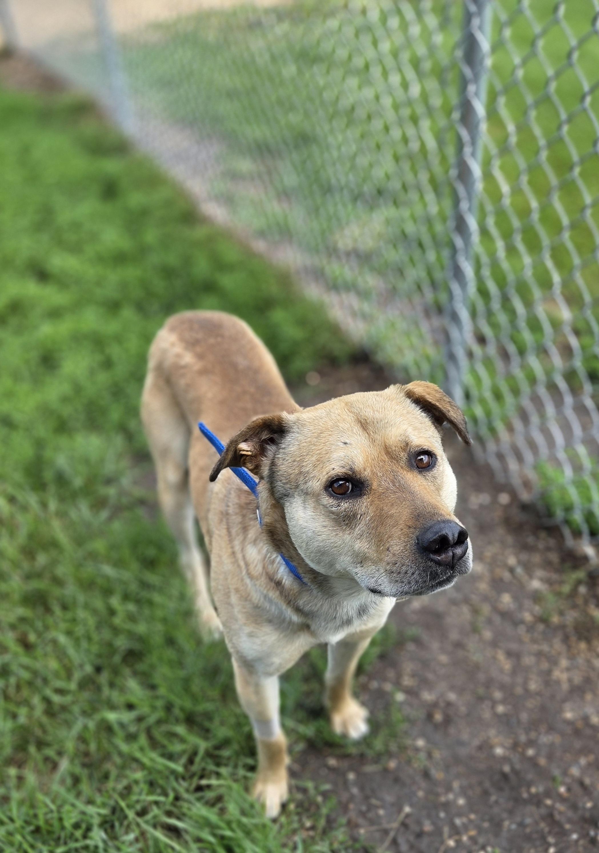 Dolla Bill, an adoptable Mixed Breed in Brookings, SD, 57006 | Photo Image 3