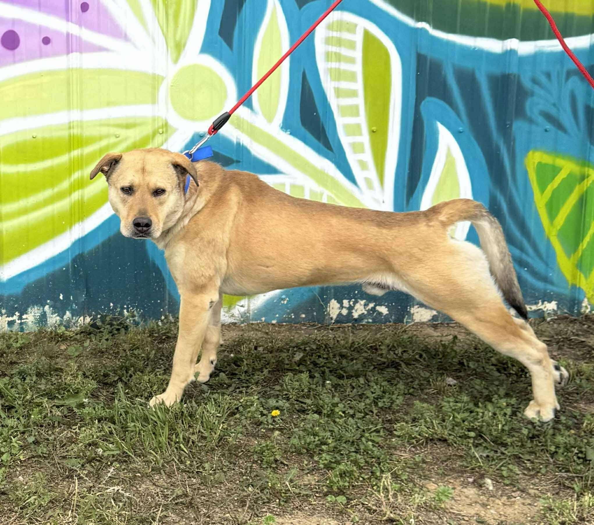 Dolla Bill, an adoptable Mixed Breed in Brookings, SD, 57006 | Photo Image 2