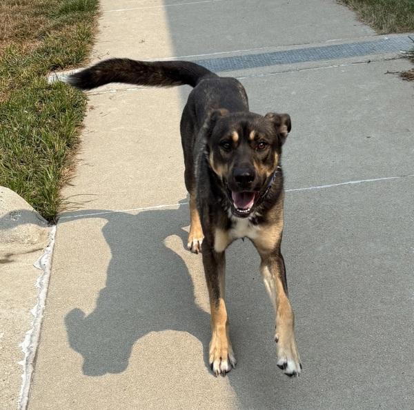 Jimmy, Adoptable, Adult Male Shepherd.