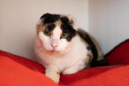 Pisa — thumbnail 2