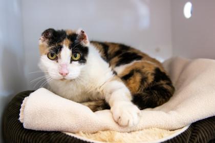 Pisa — thumbnail 3