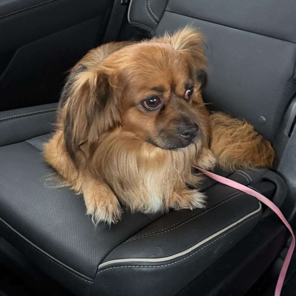 Lucky, Adoptable, Senior Male Pomeranian & Chihuahua.