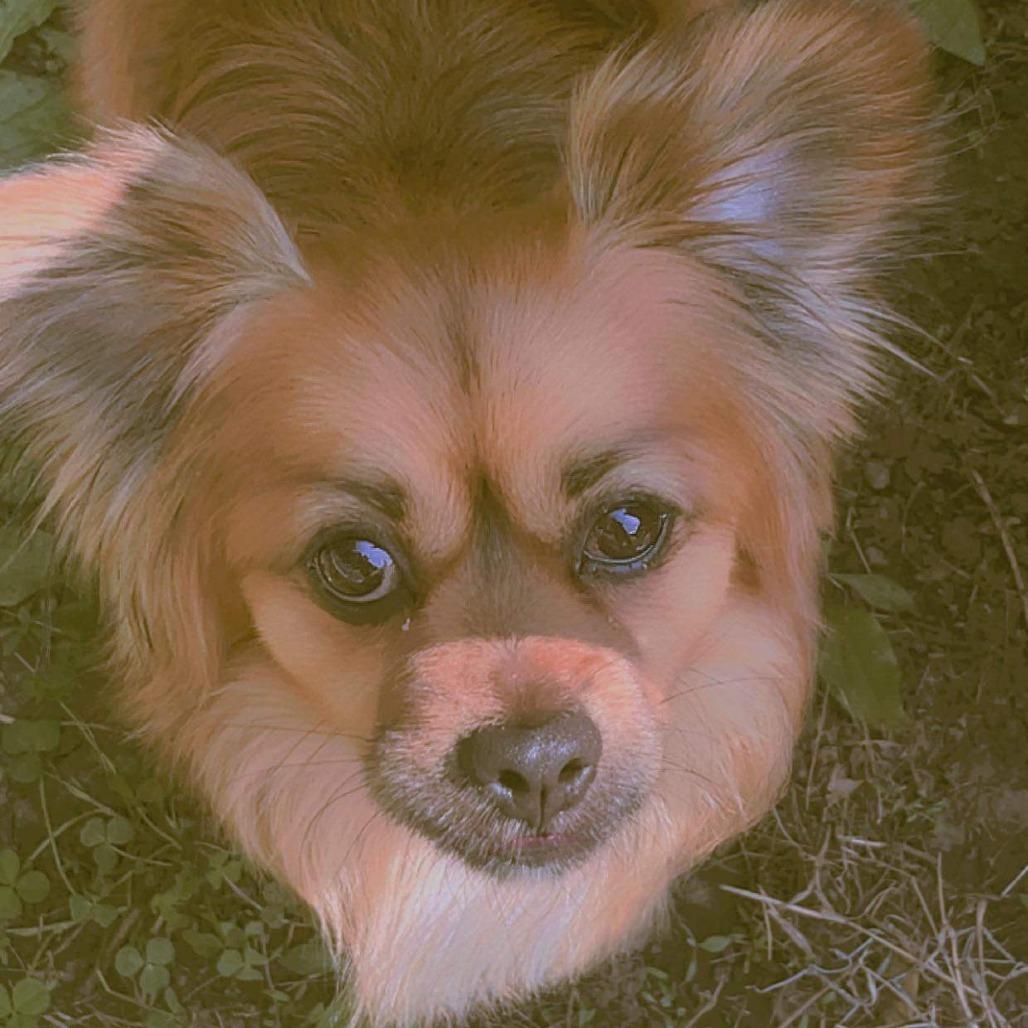 Enlarge Lucky, a Adoptable mixed breed in Carroll, IA image 2/3