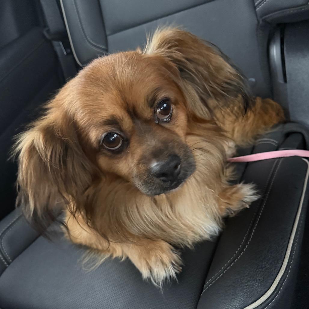 Enlarge Lucky, a Adoptable mixed breed in Carroll, IA image 3/3
