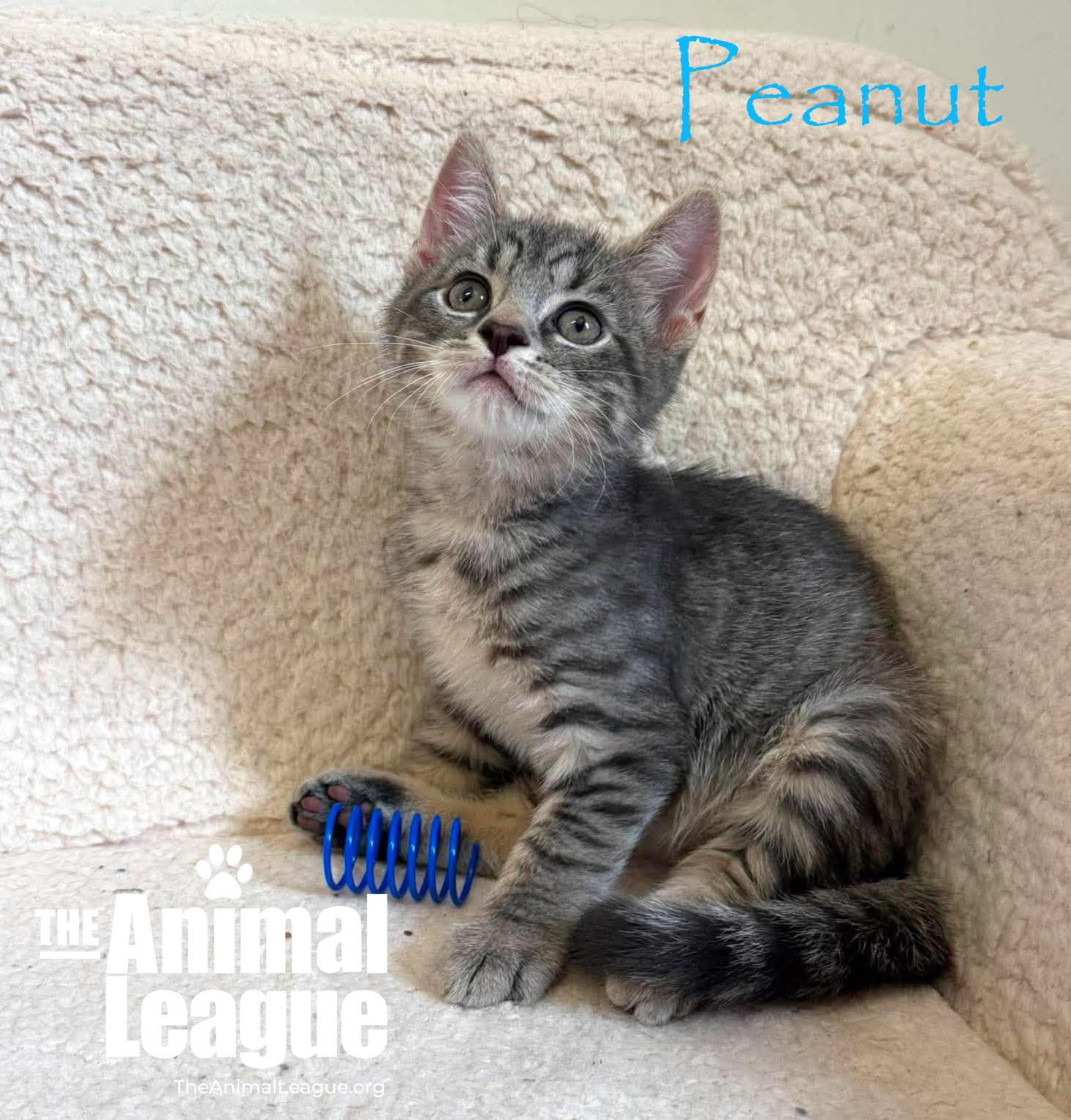 Enlarge Peanut, a ADOPTABLE Domestic Short Hair in Groveland, FL image 1/3
