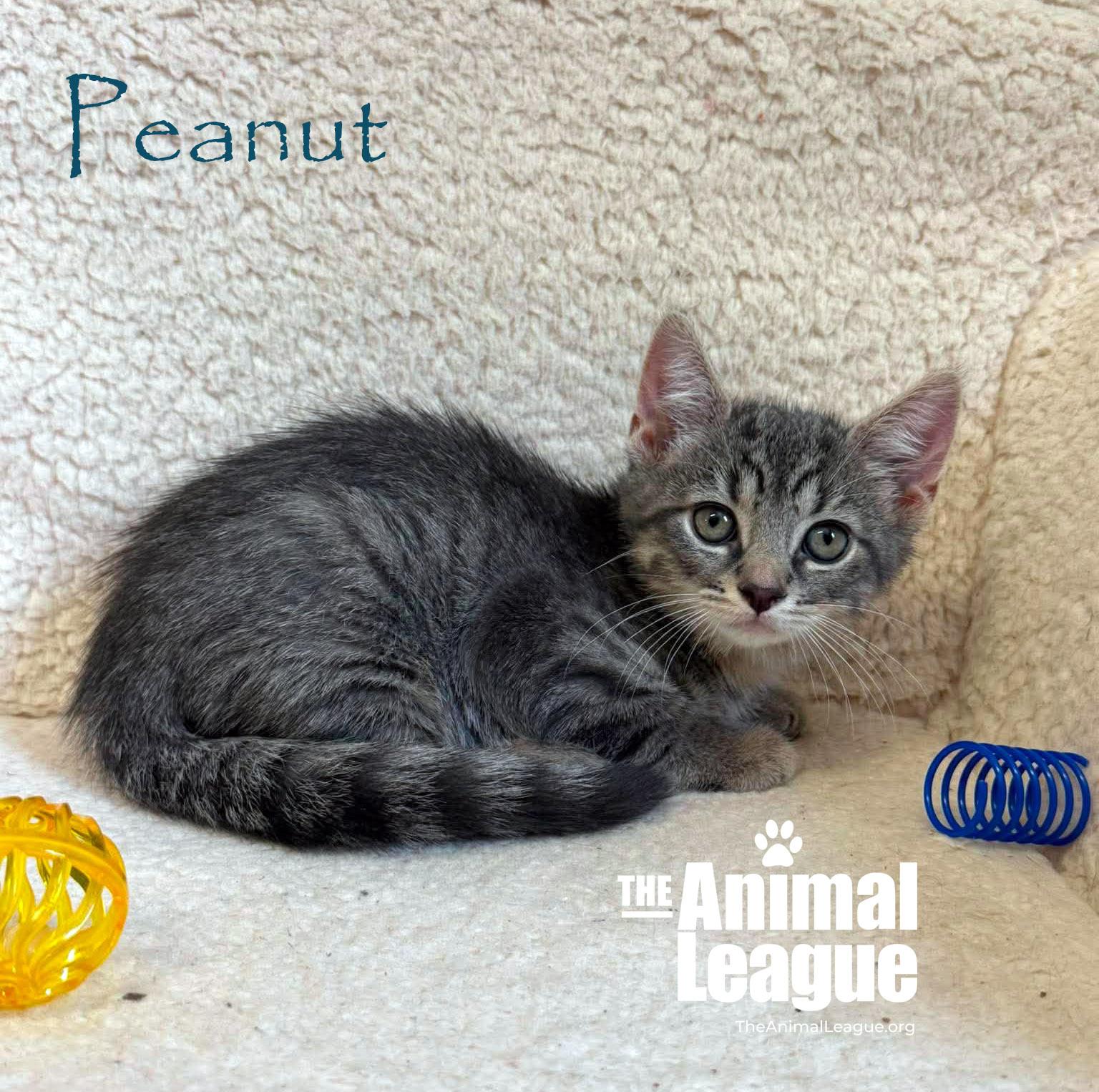 Enlarge Peanut, a ADOPTABLE Domestic Short Hair in Groveland, FL image 3/3