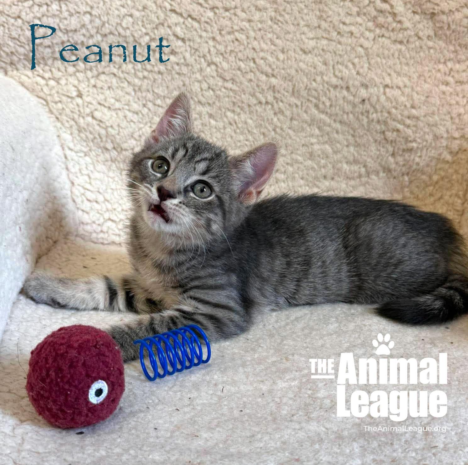 Enlarge Peanut, a ADOPTABLE Domestic Short Hair in Groveland, FL image 2/3
