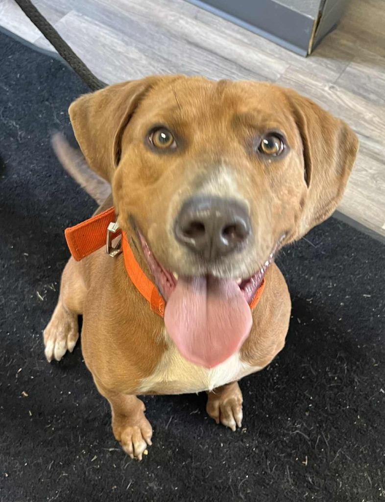 Enlarge Mongo, a Adoptable Mixed Breed in Lagrange, IN image 1/1