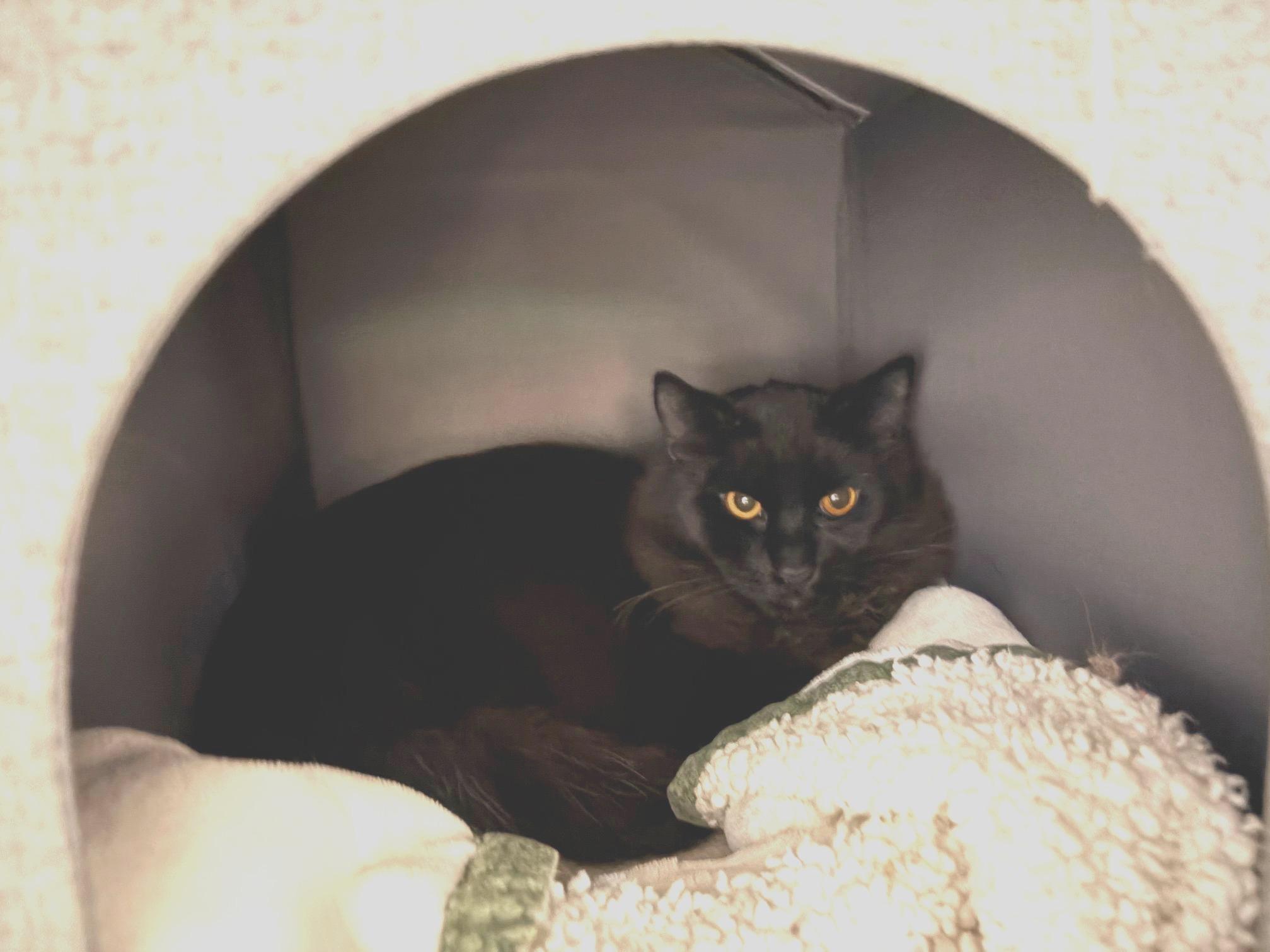 Nix, Adoptable, Young Male Domestic Medium Hair.