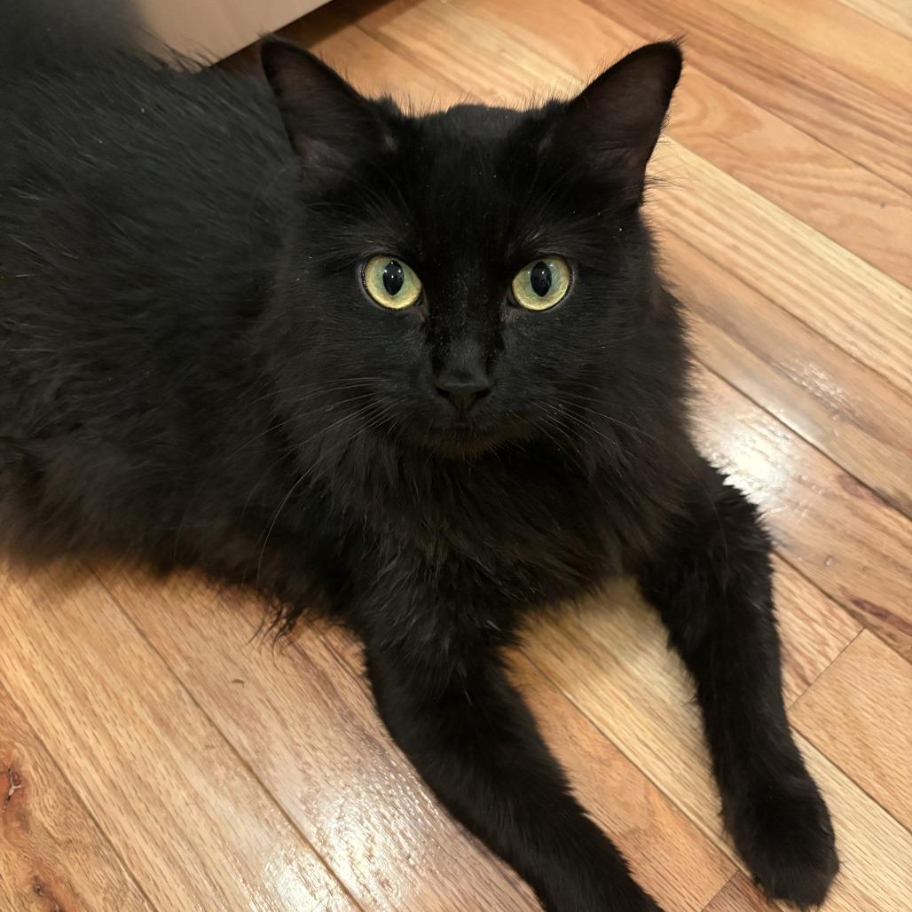 Enlarge Gigi, a Adoptable Domestic Long Hair in Washougal, WA image 1/5