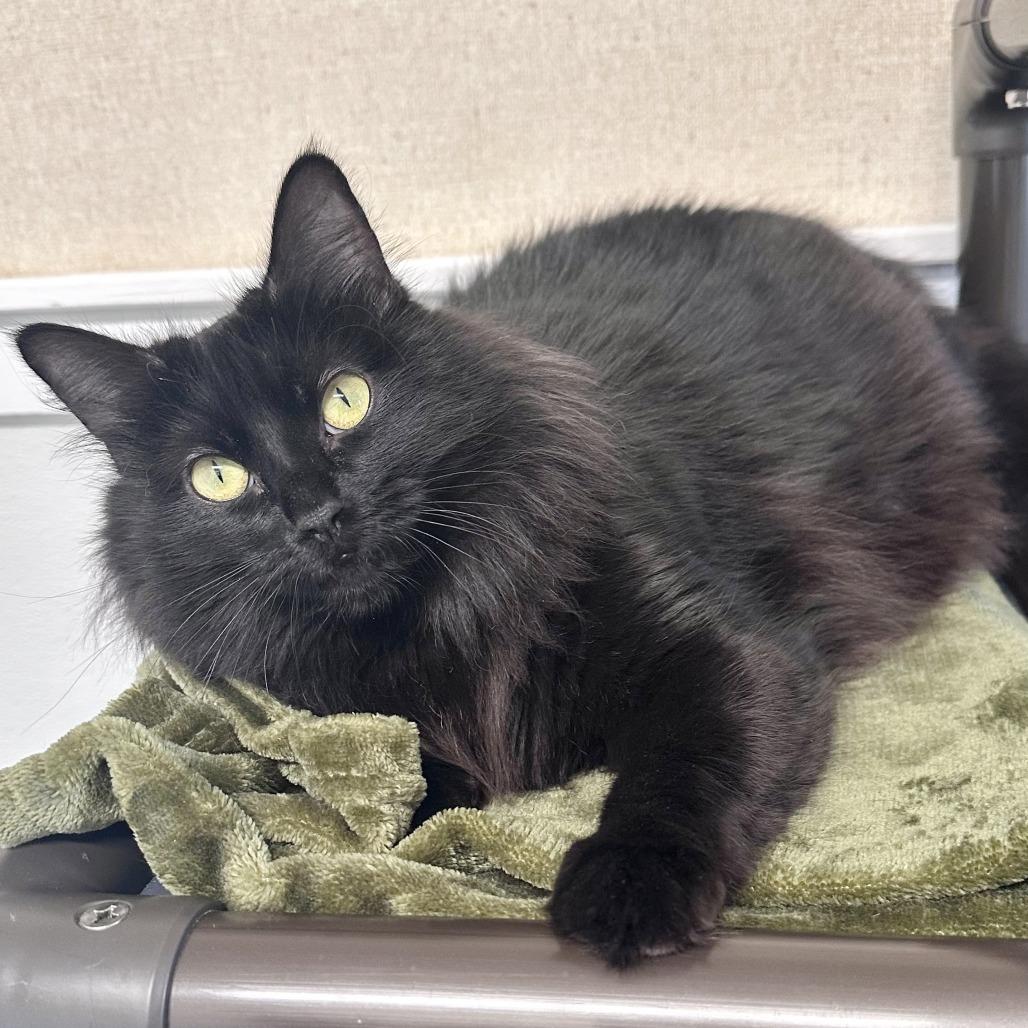 Enlarge Gigi, a Adoptable Domestic Long Hair in Washougal, WA image 2/5