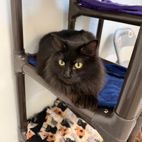 Enlarge Gigi, a Adoptable Domestic Long Hair in Washougal, WA image 4/5