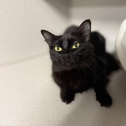 Enlarge Gigi, a Adoptable Domestic Long Hair in Washougal, WA image 3/5