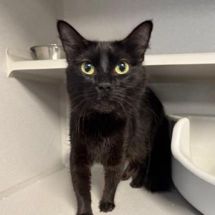 Enlarge Gigi, a Adoptable Domestic Long Hair in Washougal, WA image 4/5