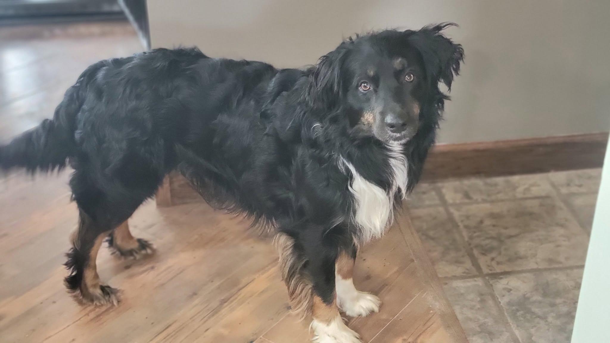 Koda, ADOPTABLE, Adult Male Australian Shepherd.