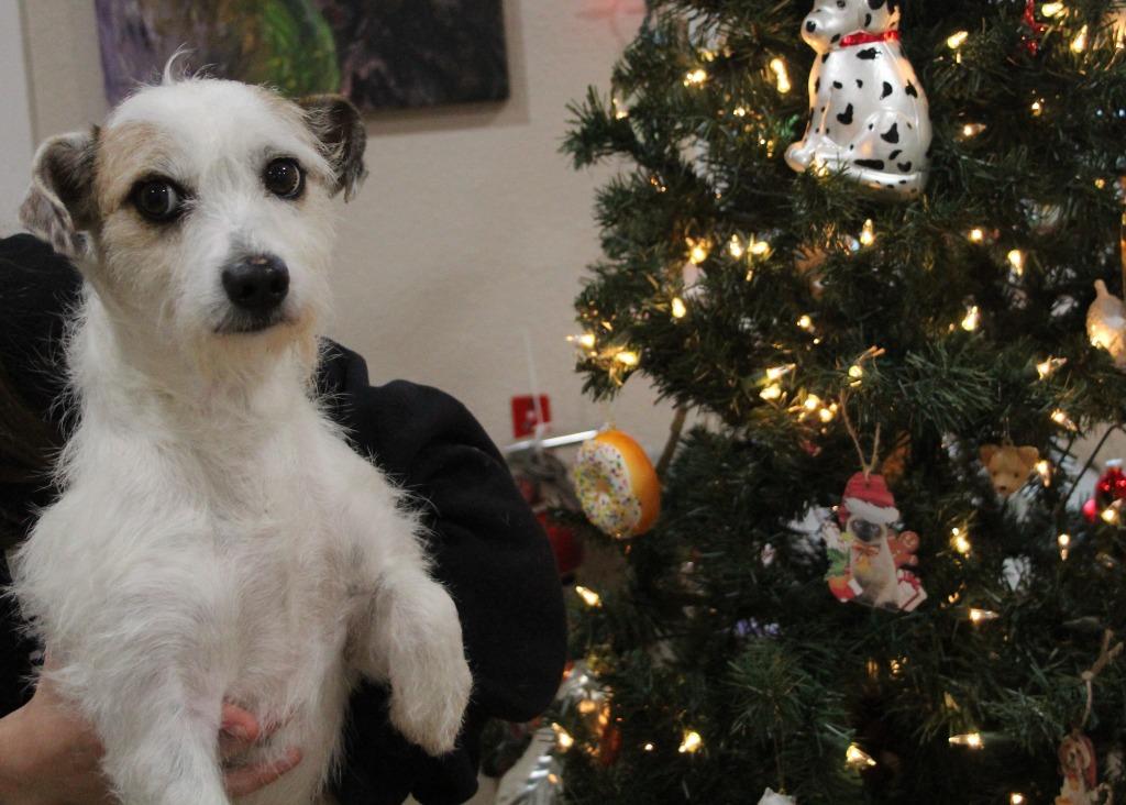 Rice Krispie Treat, Adoptable, Young Female Terrier & Mixed Breed.