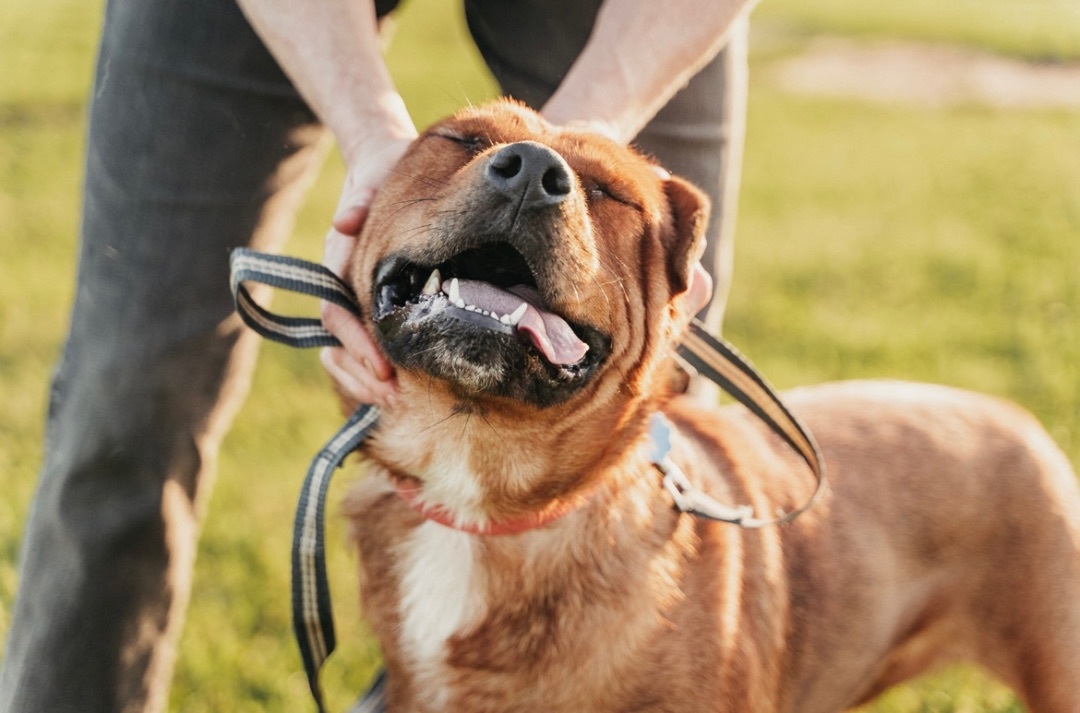 Yogi, a Adoptable mixed breed in Highland Mills , NY image 3/6