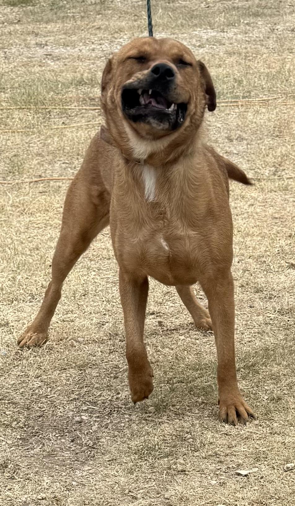 Yogi, a Adoptable mixed breed in Highland Mills , NY image 5/6