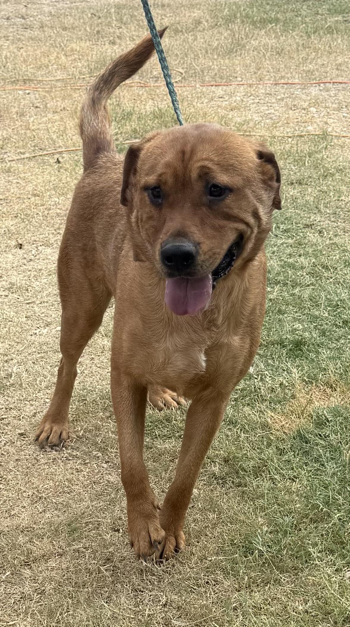 Yogi, a Adoptable mixed breed in Highland Mills , NY image 6/6