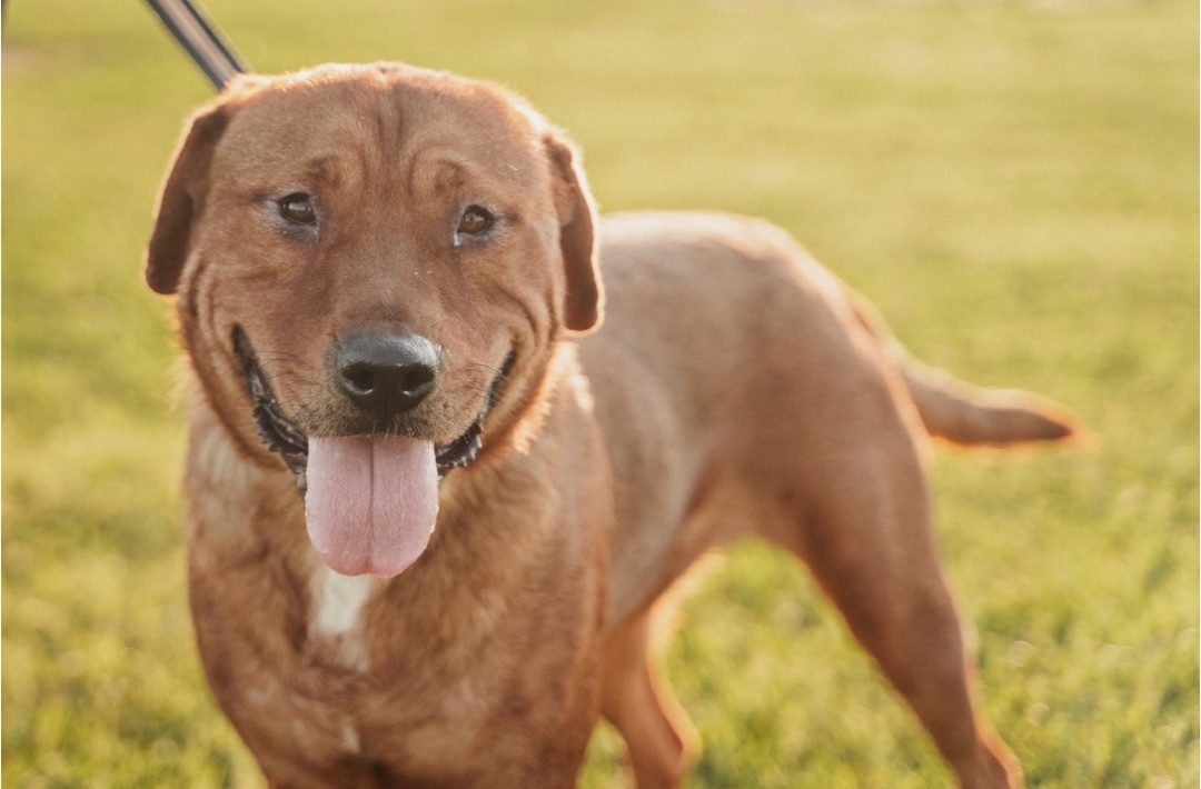 Yogi, a Adoptable mixed breed in Highland Mills , NY image 2/6