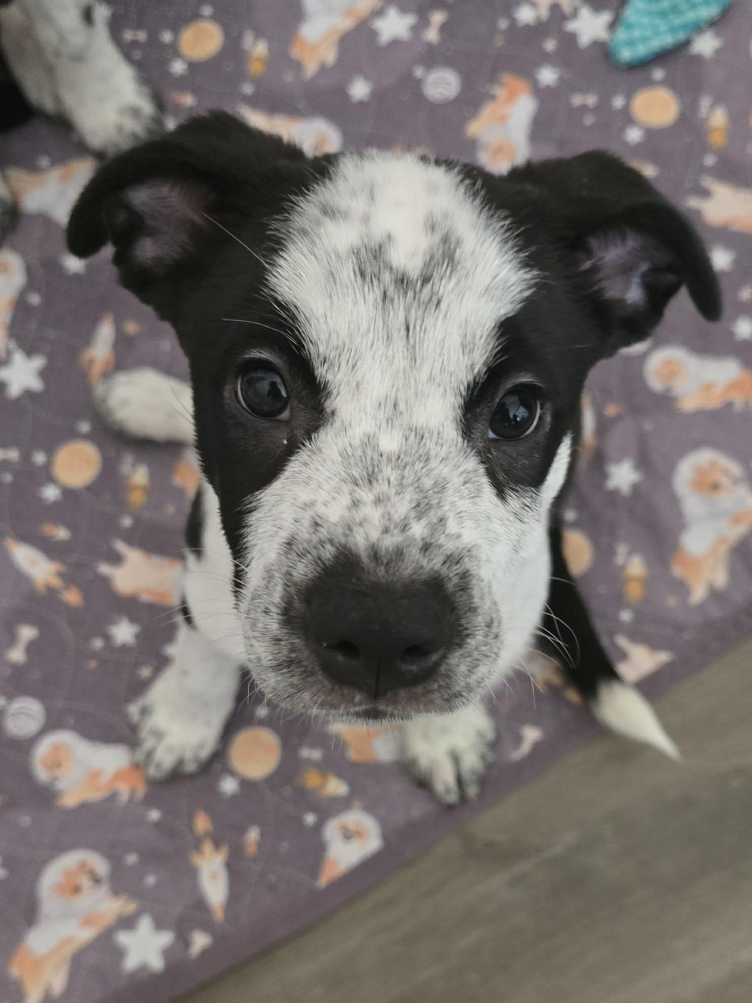 Enlarge Bonnie, a Adoptable Australian Shepherd in Las Vegas, NV image 2/2