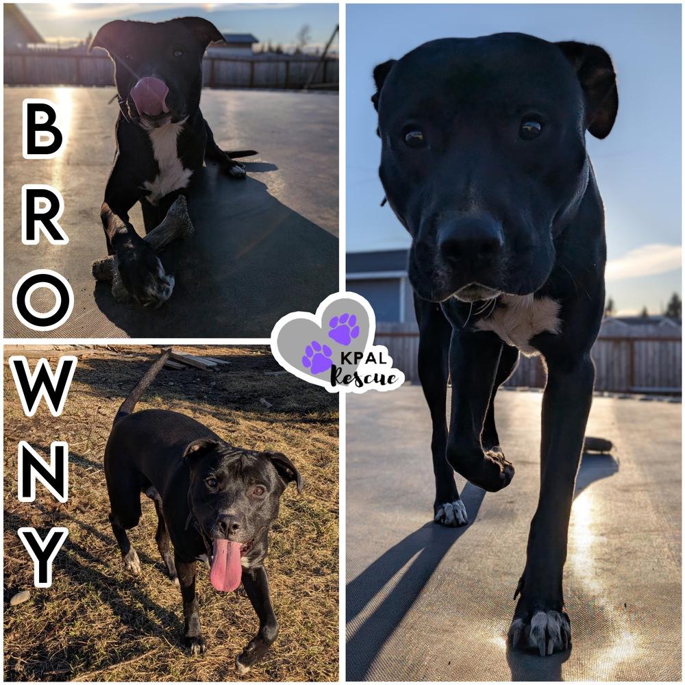 Browny (- Grease Litter), Adoptable, Adult Male Pit Bull Terrier & Mixed Breed.