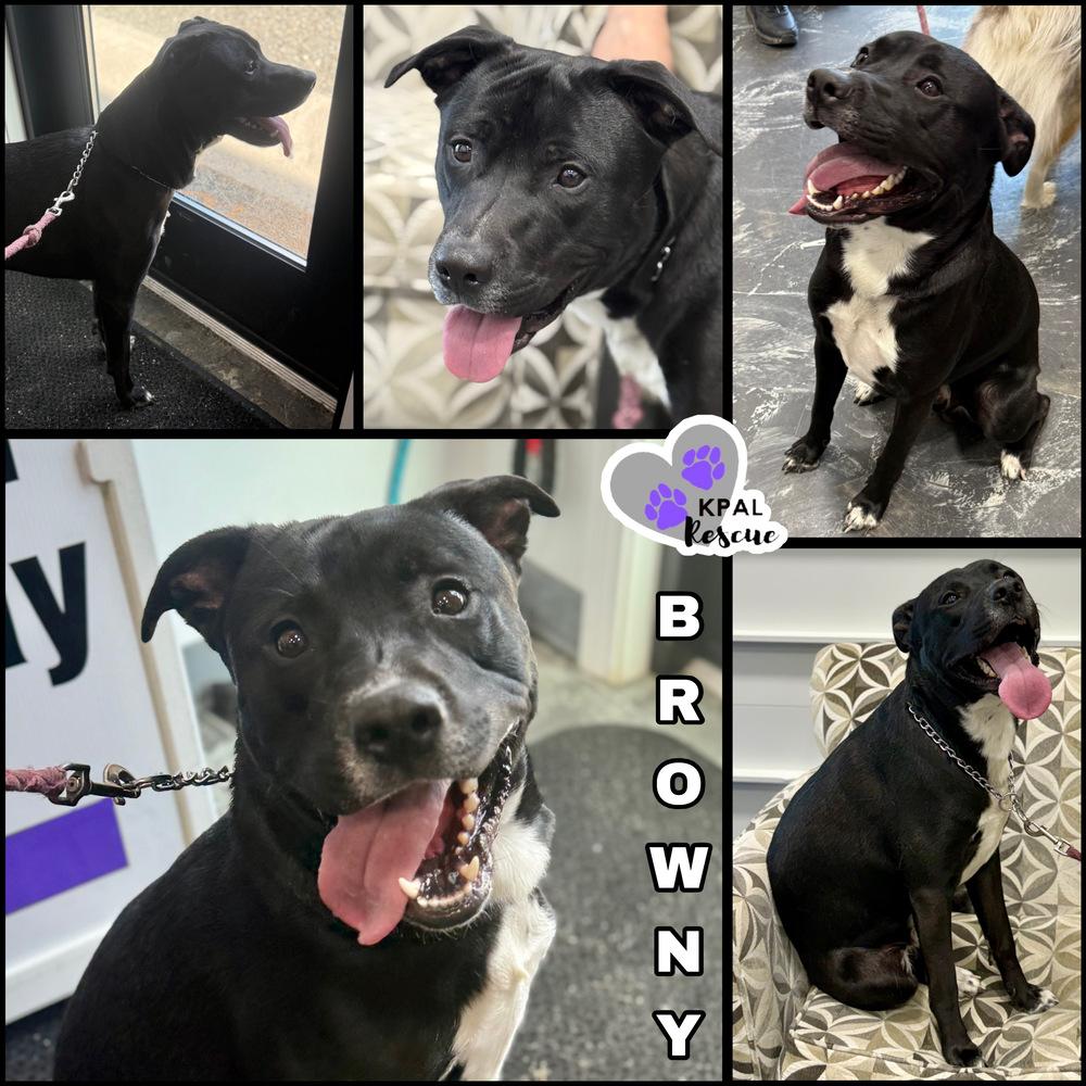 Enlarge Browny (- Grease Litter), a Adoptable mixed breed in Kenai, AK image 2/2