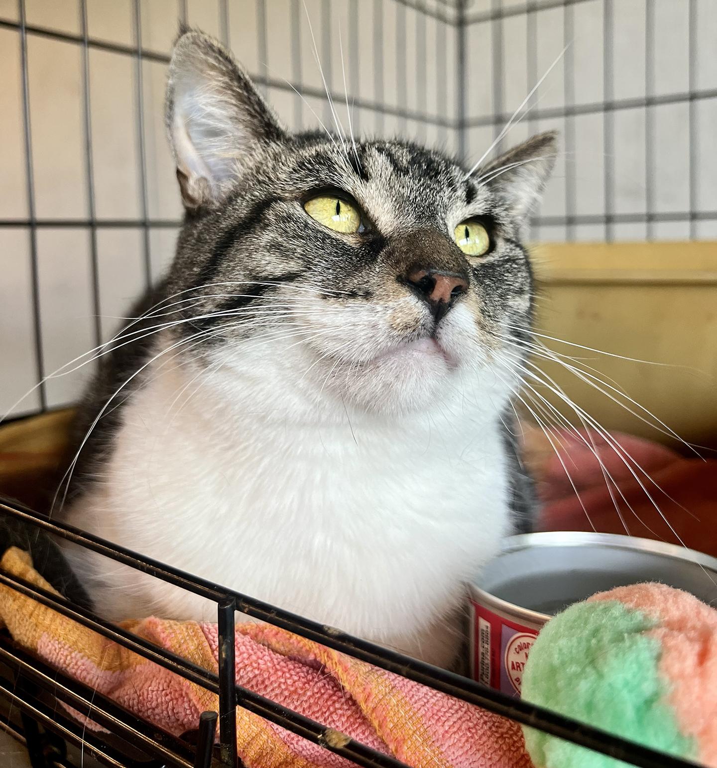 Blossom Meow, a Adoptable Domestic Short Hair in Philadelphia, PA image 1/6