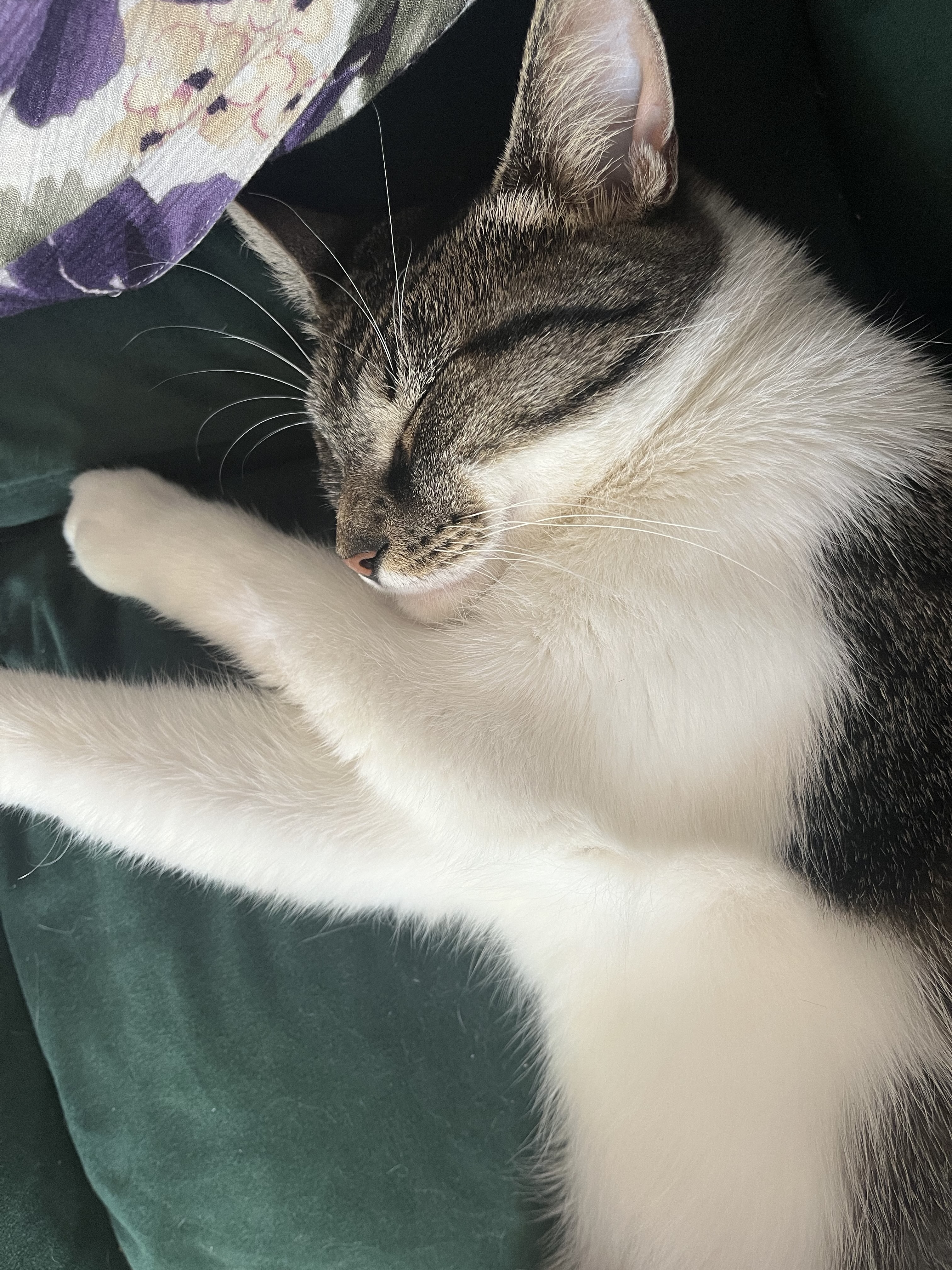 Blossom Meow, a Adoptable Domestic Short Hair in Philadelphia, PA image 2/6