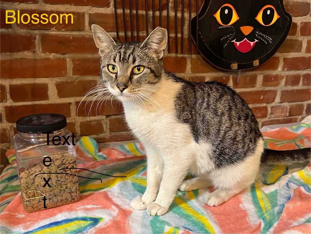 Blossom Meow, a Adoptable Domestic Short Hair in Philadelphia, PA image 6/6