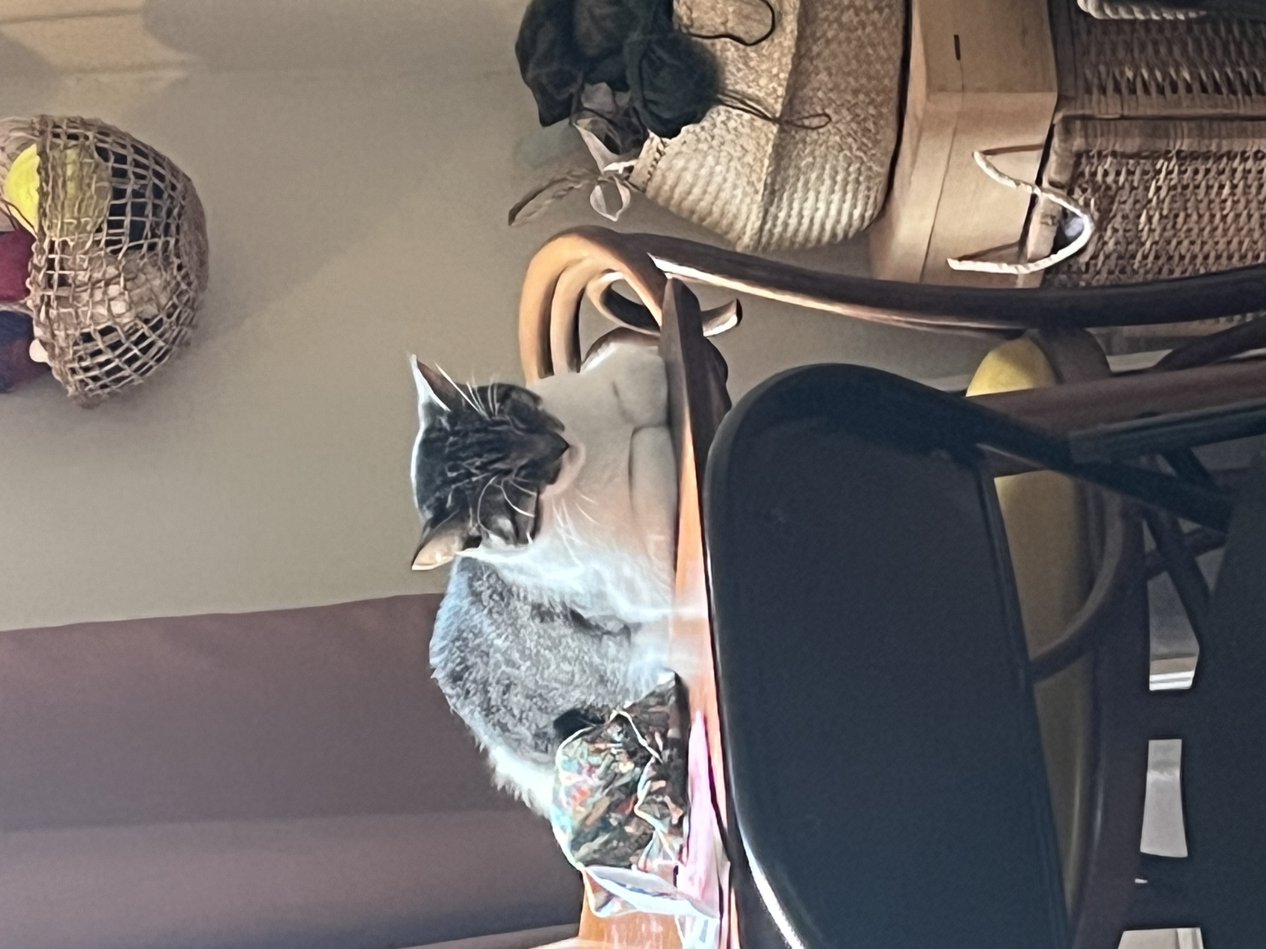 Blossom Meow, a Adoptable Domestic Short Hair in Philadelphia, PA image 3/6