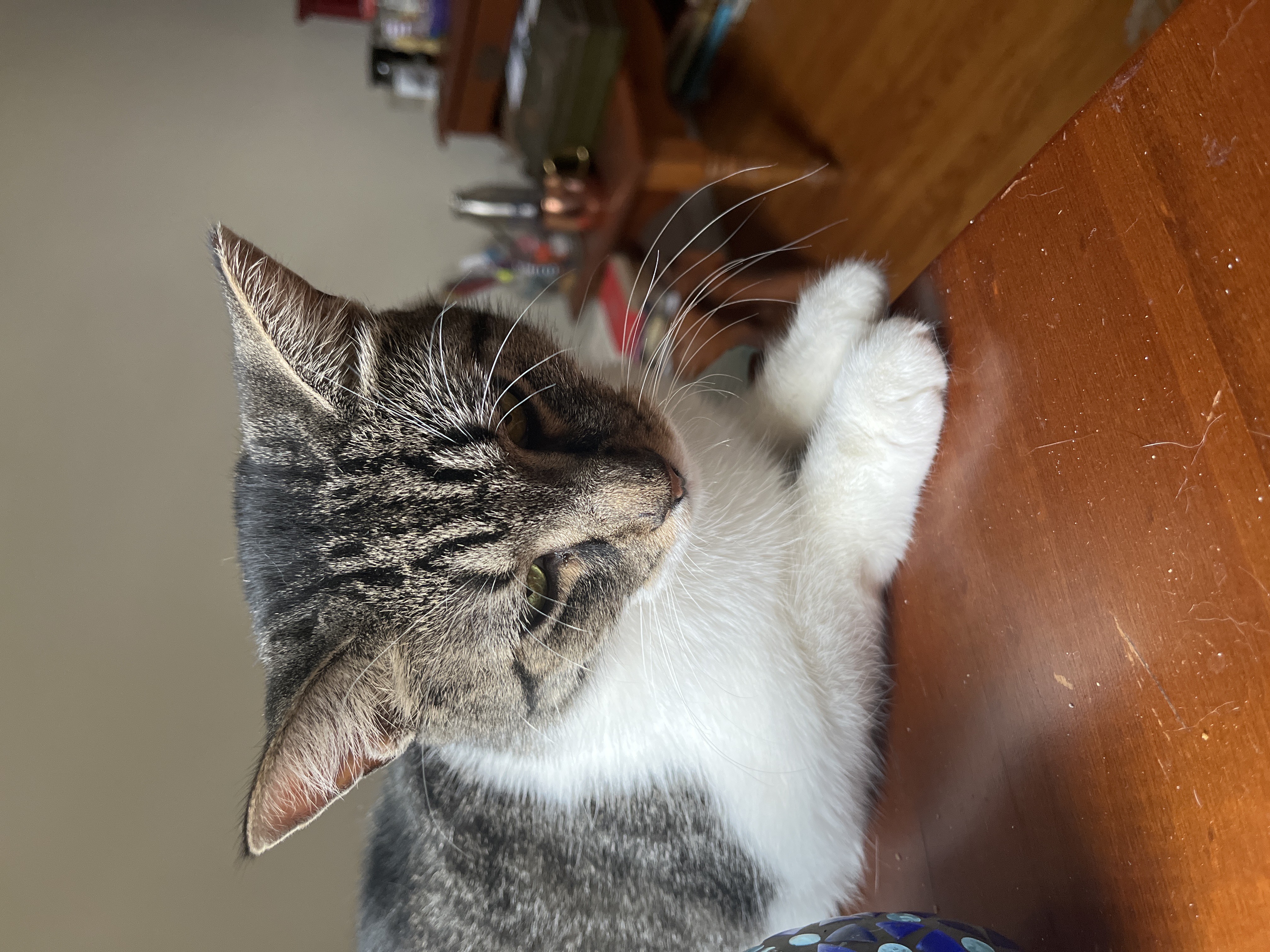 Blossom Meow, a Adoptable Domestic Short Hair in Philadelphia, PA image 5/6