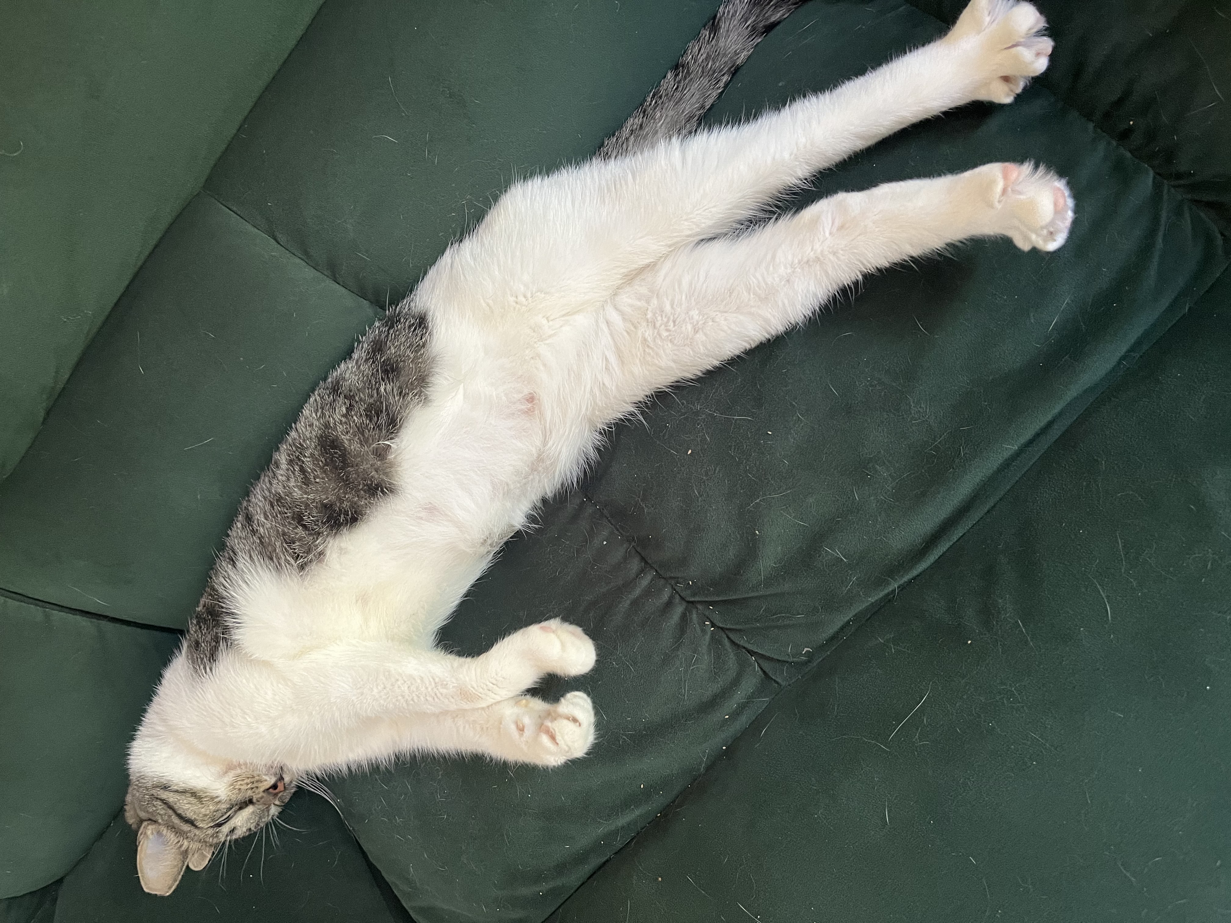 Blossom Meow, a Adoptable Domestic Short Hair in Philadelphia, PA image 4/6