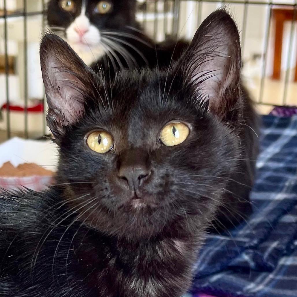 Dimples — thumbnail 2