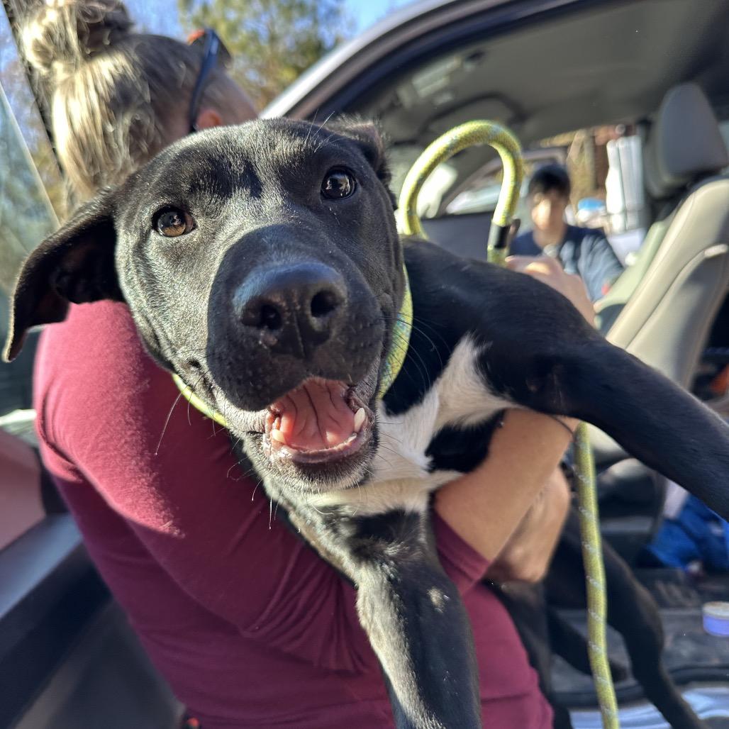 Enlarge Rachel, a Adoptable Pit Bull Terrier in Morganton, NC image 1/1