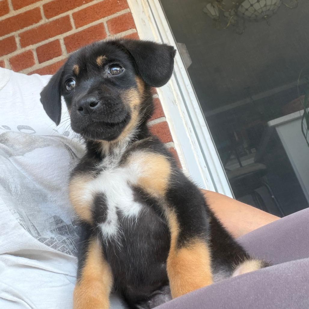 Slider, a Adoptable Shepherd in Brooklyn, NY image 2/5